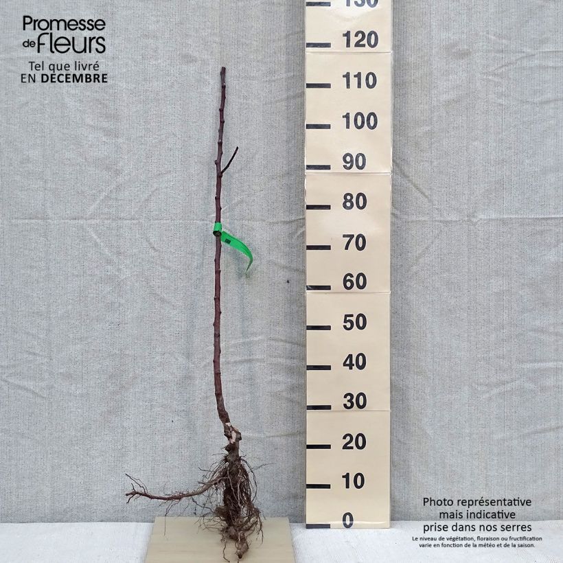 Spécimen de Pommier Transparente de Croncels Bio Racines nues, Scion tel que livré en hiver