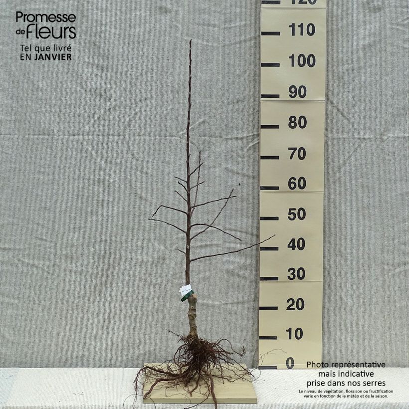 Spécimen de Pommier à cidre Douce Moën Racines nues, Scion tel que livré en hiver