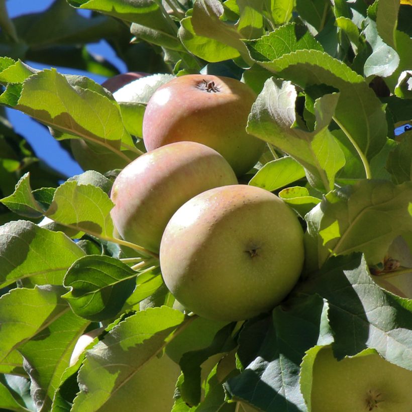 Pommier à cidre Locard vert (Récolte)