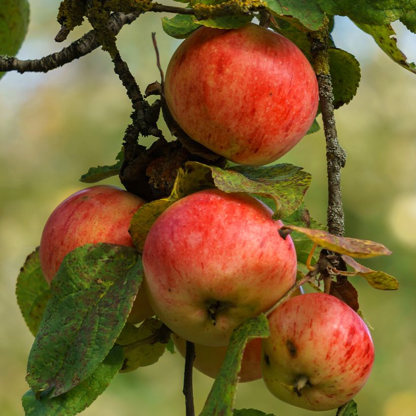 Pommier à cidre Marie Ménard (Récolte)