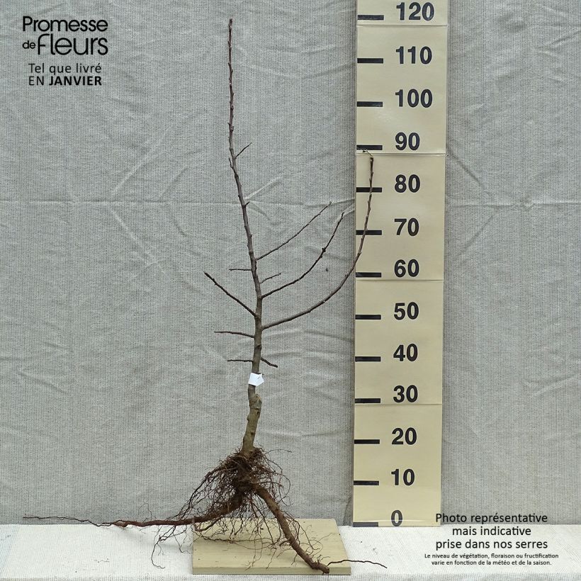 Spécimen de Pommier à cidre Petit Jaune Racines nues, Scion tel que livré en hiver