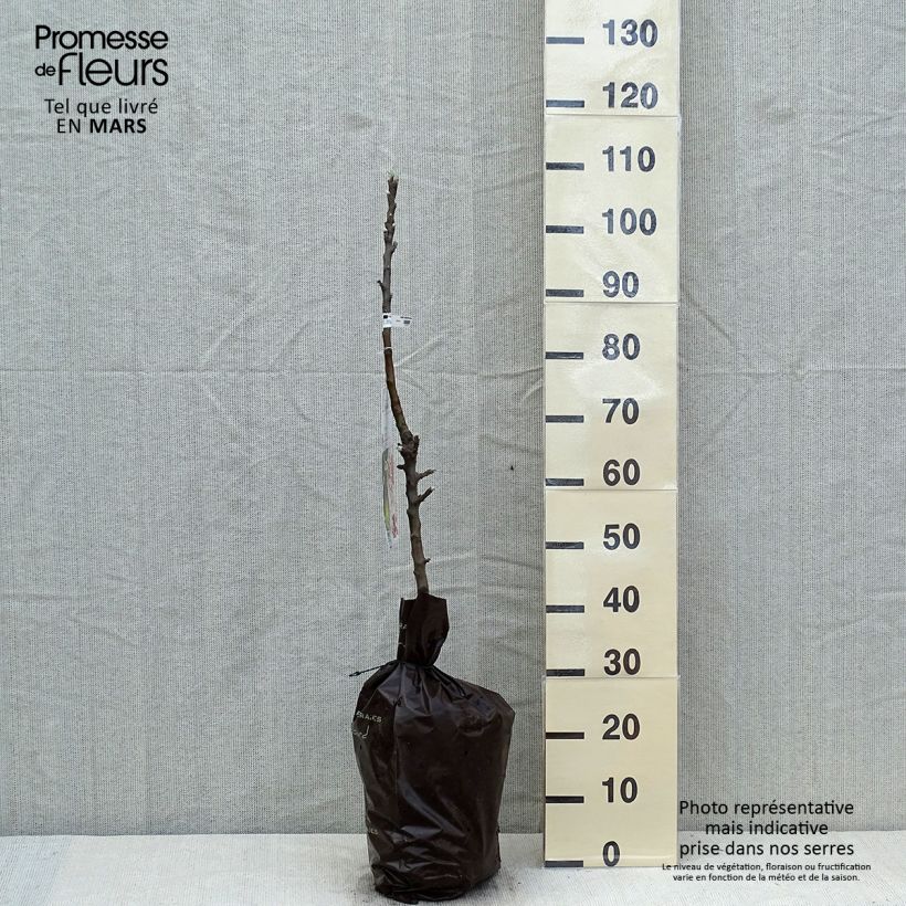 Example of Pommier colonnaire Amboise - Georges Delbard Motte "Prêt-à-planter", Colonnaire as you get in printemps