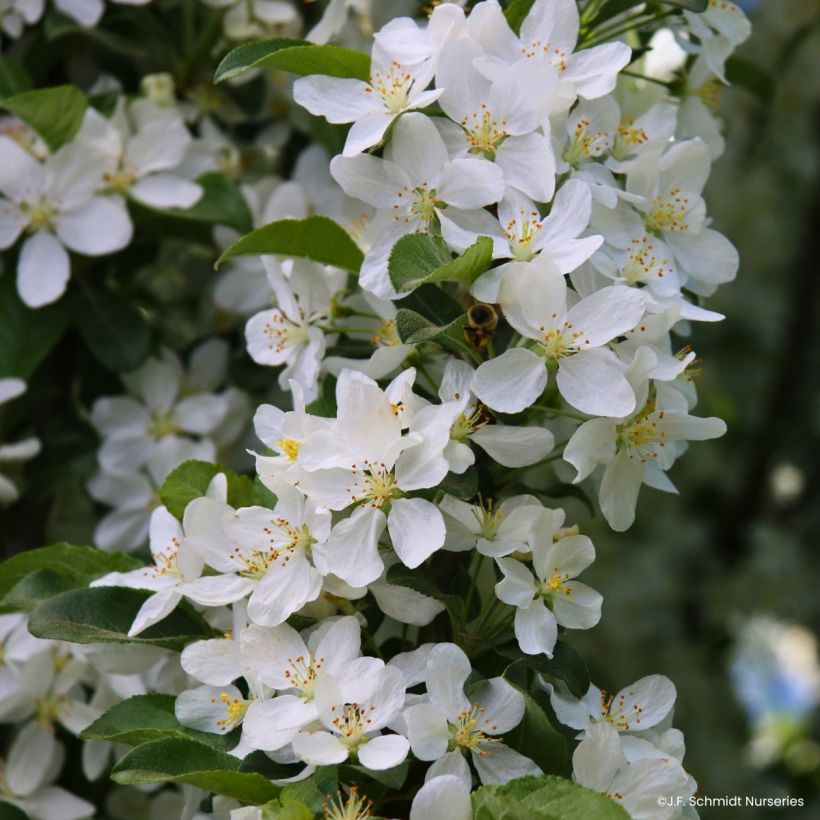 Pommier d'ornement - Malus Ivory Spear (Floraison)