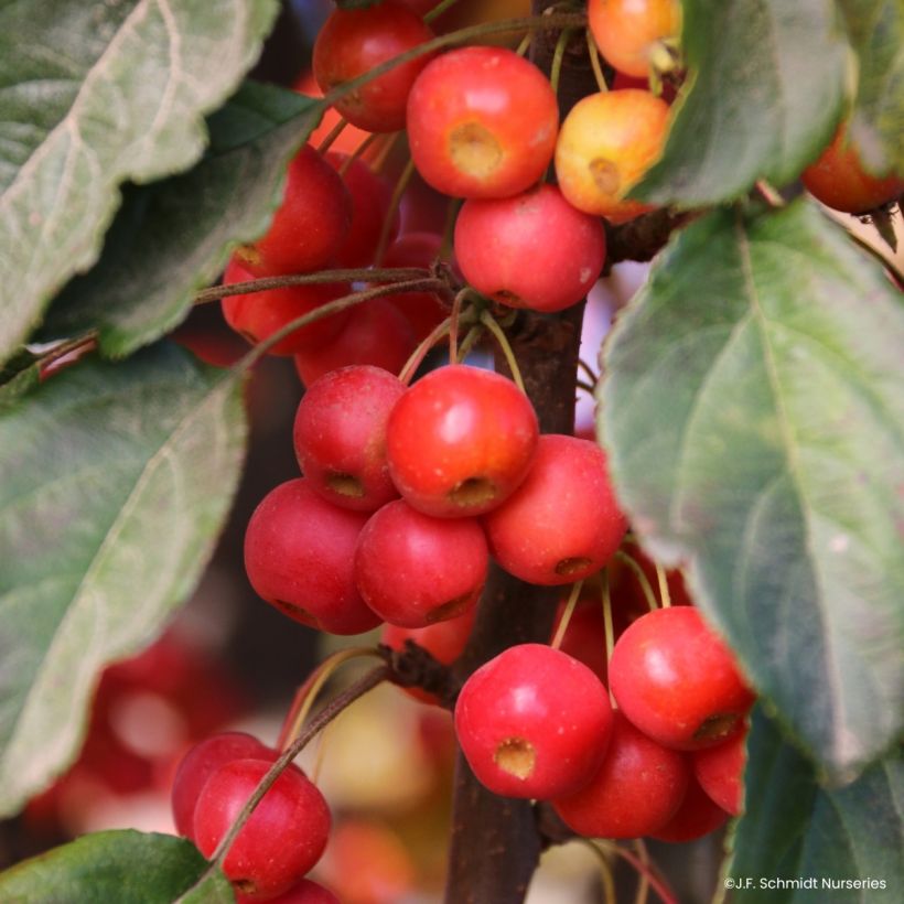 Pommier d'ornement - Malus Ivory Spear (Récolte)