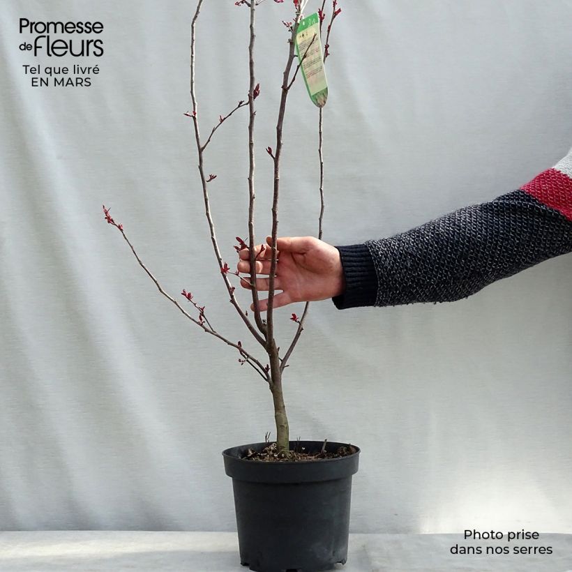 Example of Pommier d'ornement - Malus Liset Pot de 7,5L/10L as you get in printemps