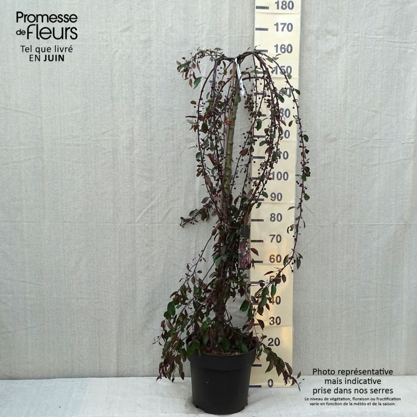 Spécimen de Pommier d'ornement - Malus Royal Beauty Pot de 7,5L/10L, Tige, Tige  de 100 cm tel que livré en été