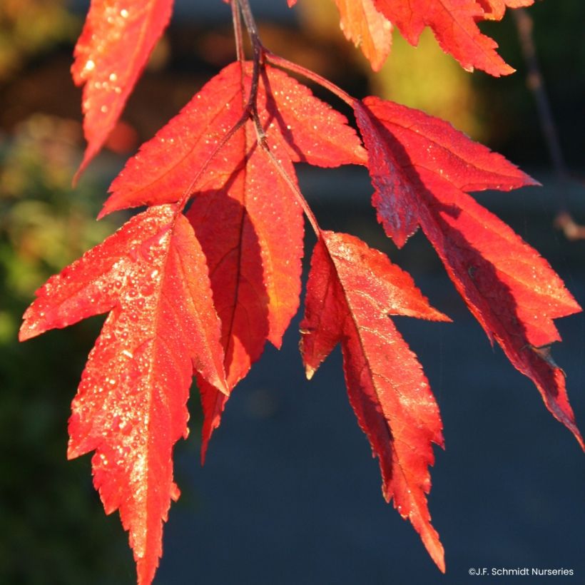 Pommier d'ornement - Malus Royal  Raindrops (Feuillage)