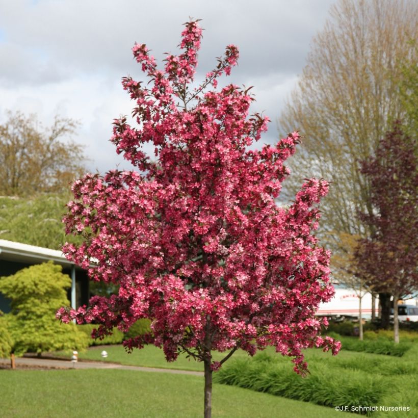 Pommier d'ornement - Malus Royal  Raindrops (Port)