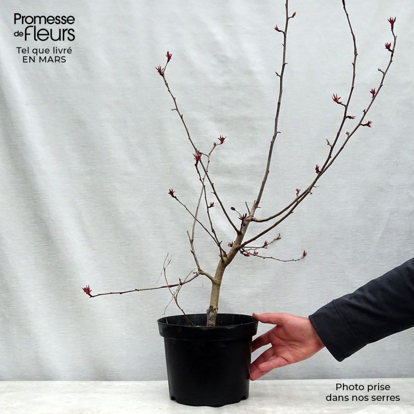 Spécimen de Pommier d'ornement - Malus Rudolph Pot de 4L/5L tel que livré en hiver