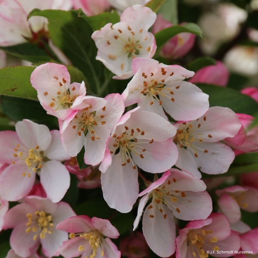 Pommier d'ornement - Malus JFS Sparkling Sprite (Floraison)