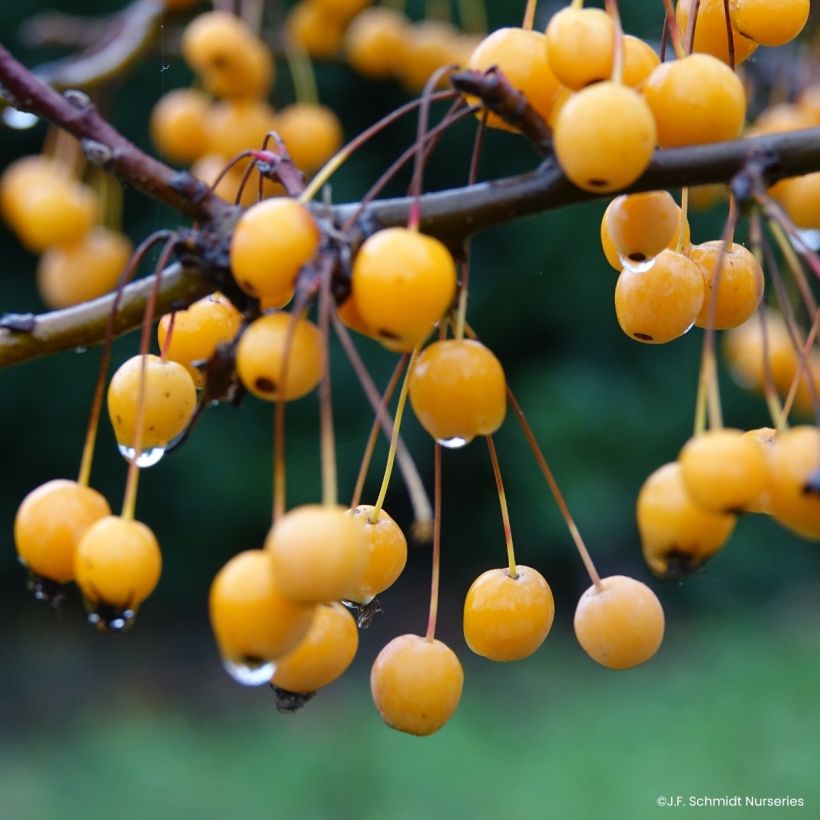 Pommier d'ornement - Malus JFS Sparkling Sprite (Récolte)