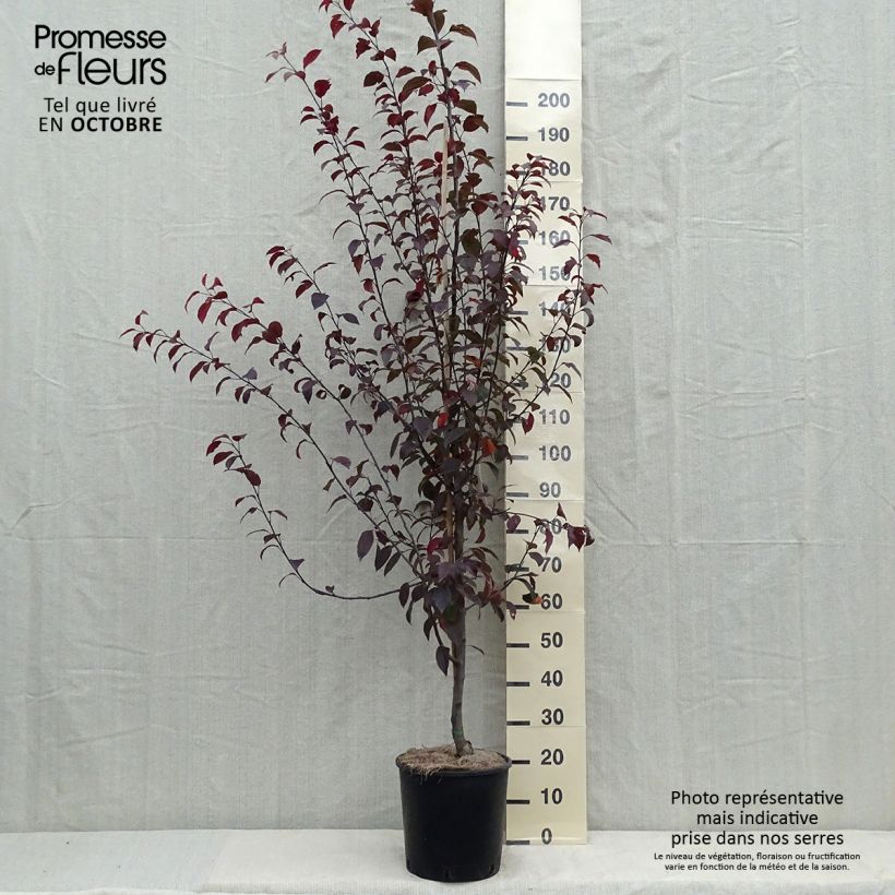 Spécimen de Pommier d'ornement - Malus Coccinella Courtarou Pot de 7,5L/10L tel que livré en automne