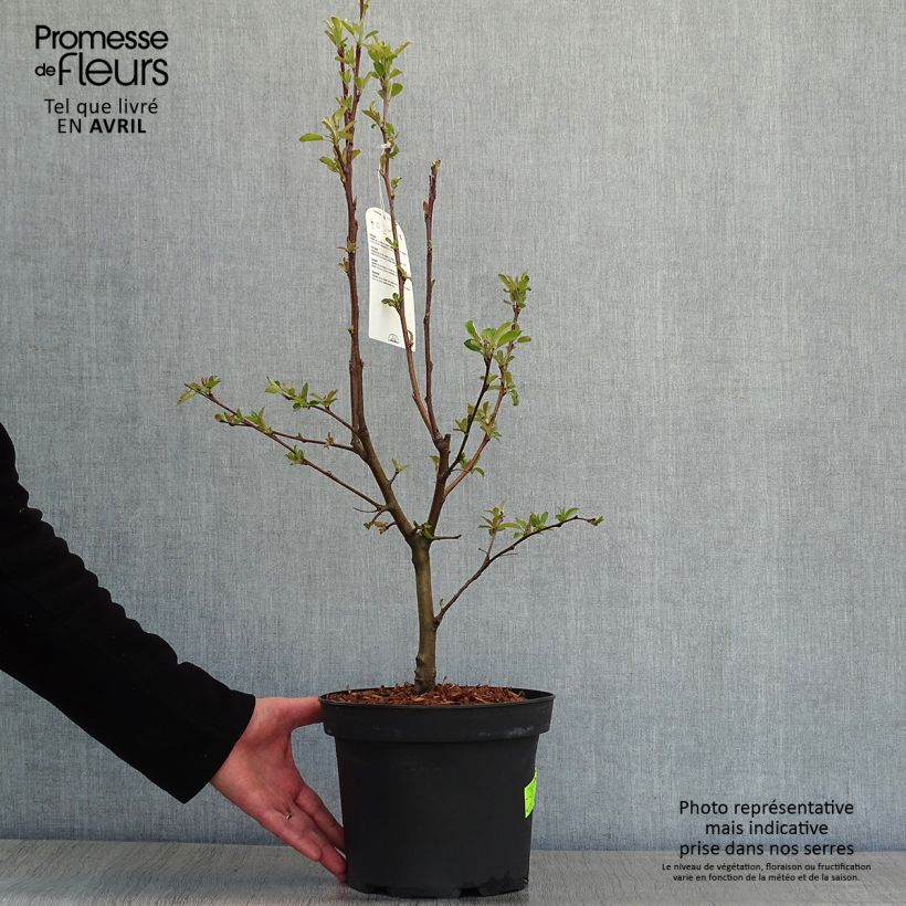 Example of Pommier d'ornement - Malus Golden Hornet Pot de 4L/5L as you get in printemps