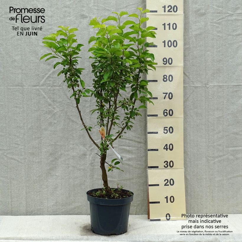 Example of Pommier d'ornement - Malus Golden Hornet Pot de 6L/7L as you get in printemps