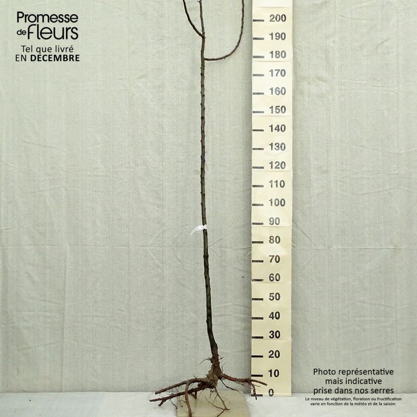 Example of Pommier d'ornement - Malus Golden Hornet Racines nues, Tige, Tige 6/8 as you get in hiver