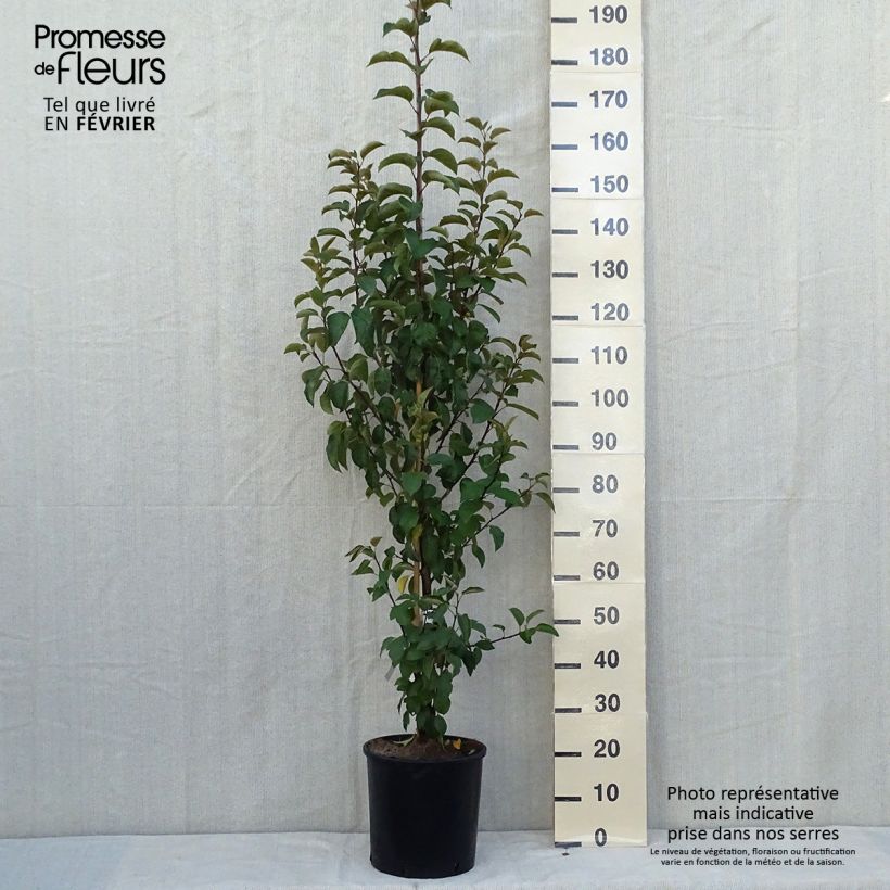 Spécimen de Pommier d'ornement - Malus Perpetu Evereste Pot de 6L/7L, Buisson tel que livré en automne