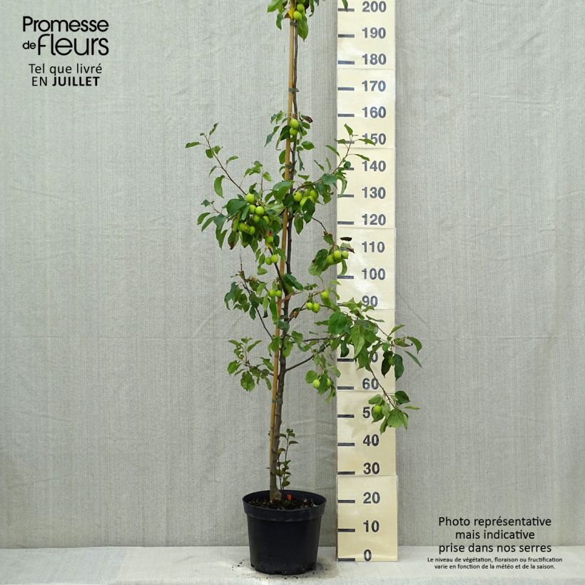 Spécimen de Pommier d'ornement - Malus Perpetu Evereste Pot de 6L/7L, Buisson, Touffe tel que livré en été