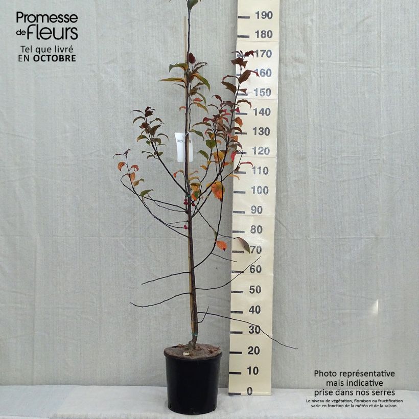 Spécimen de Pommier d'ornement - Malus Prairiefire Pot de 12L/15L, Baliveau tel que livré en automne
