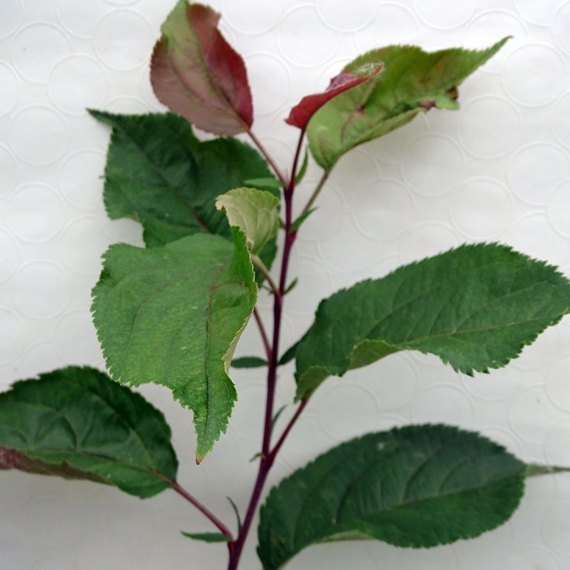 Pommier d'ornement - Malus Red Obelisk (Foliage)