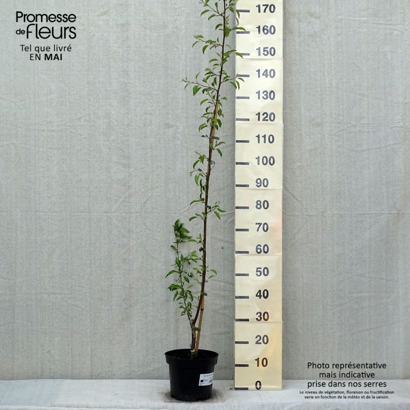 Example of Pommier d'ornement - Malus toringo Brouwers Beauty  Pot de 4L/5L as you get in printemps
