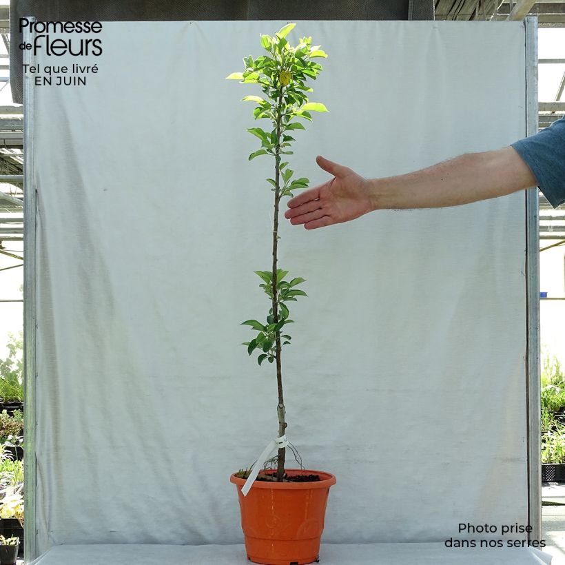 Spécimen de Pommier nain Garden Sun Red Pot de 6L/7L, 1/4 de tige, Tige de 40 cm tel que livré en été