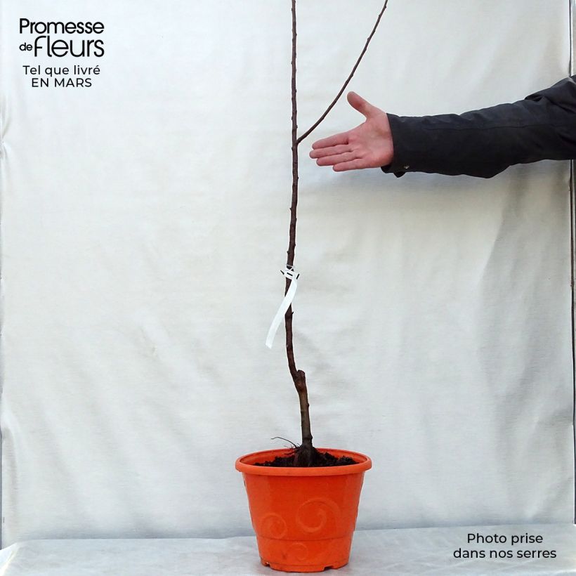 Example of Pommier nain Garden Sun Red Pot de 6L/7L, 1/4 de tige, Tige de 40 cm as you get in printemps