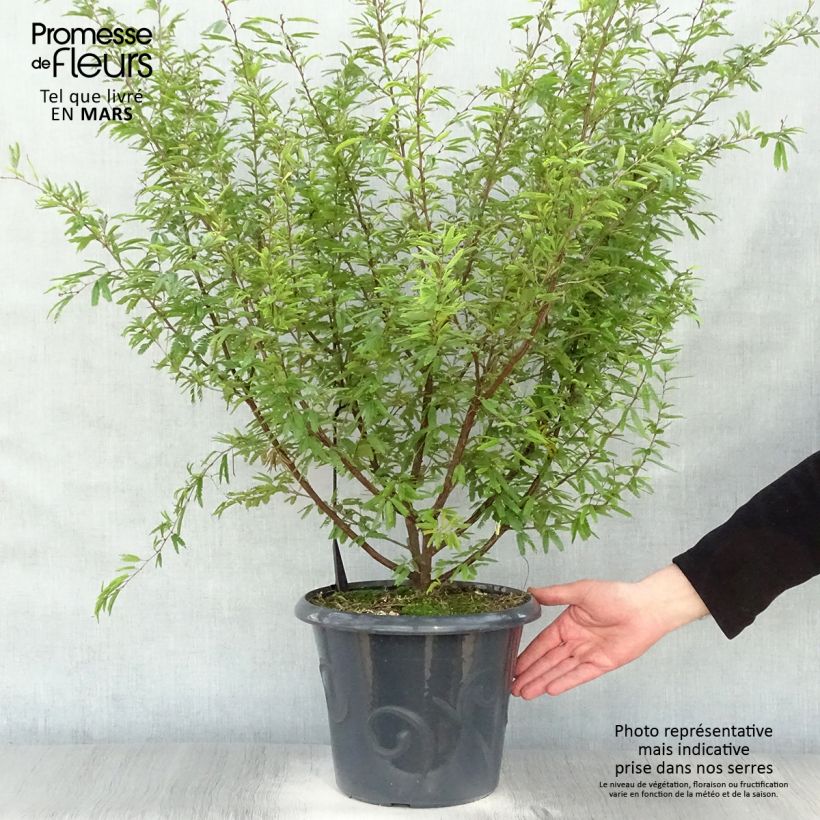 Example of Pompon du marin - Calliandra surinamensis Pot de 7,5L/10L as you get in printemps