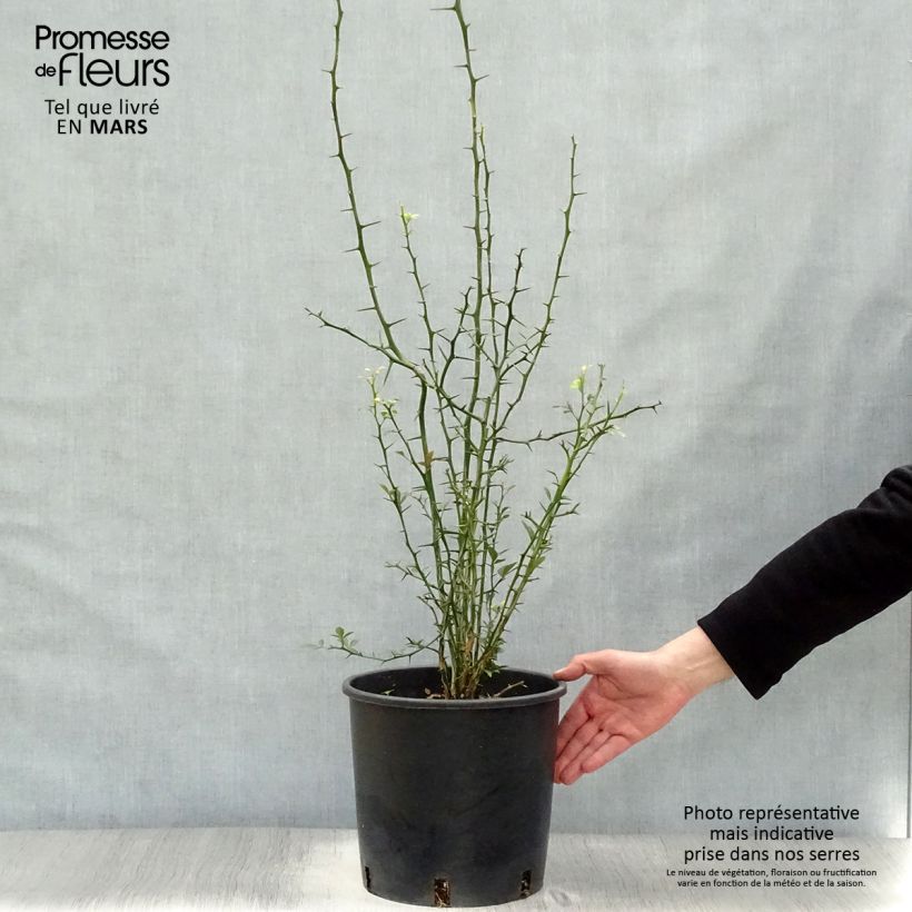 Example of Poncirus trifoliata - Citronnier épineux Pot de 3L/4L as you get in printemps