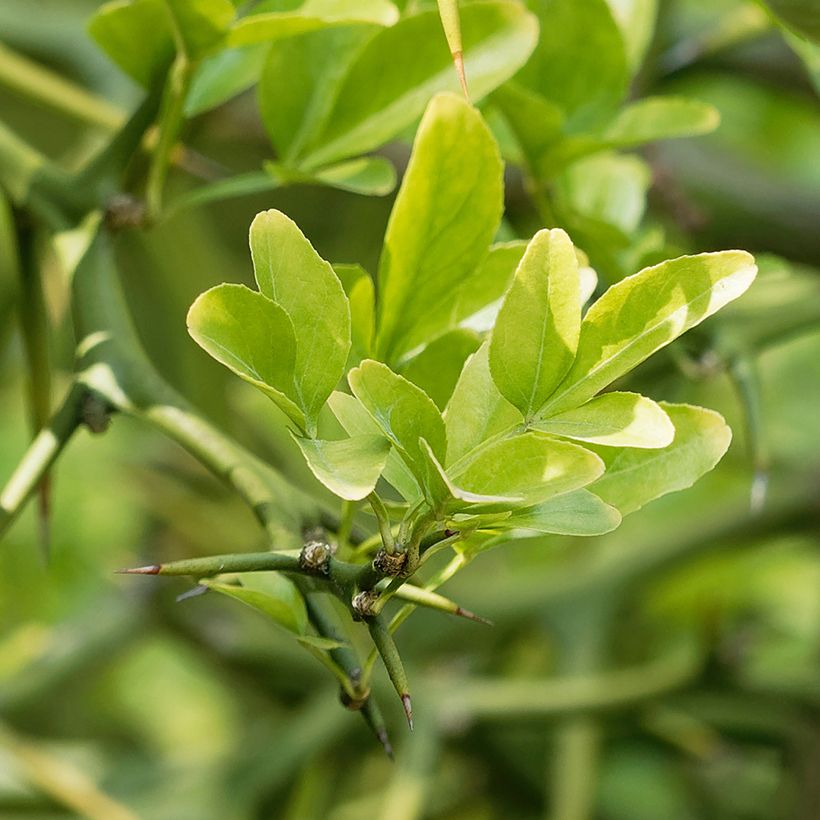 Poncirus trifoliata Flying Dragon - Citronnier tortueux (Foliage)