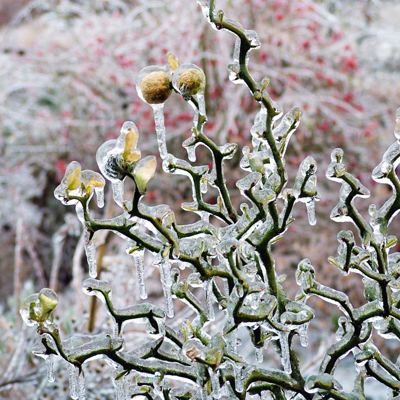 Poncirus trifoliata Flying Dragon - Citronnier tortueux (Plant habit)