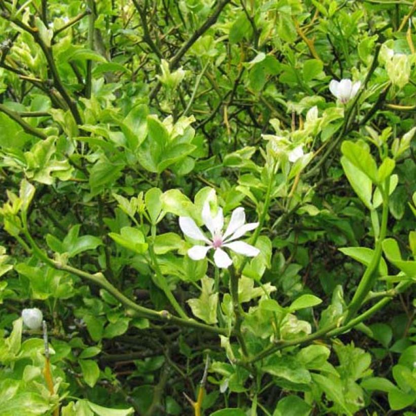 Poncirus trifoliata - Citronnier épineux (Plant habit)
