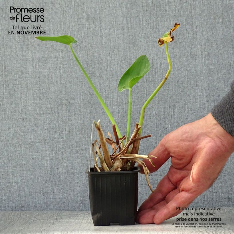Spécimen de Pontederia cordata - Pontédérie à feuille en coeur Godet de 8/9 cm tel que livré en automne