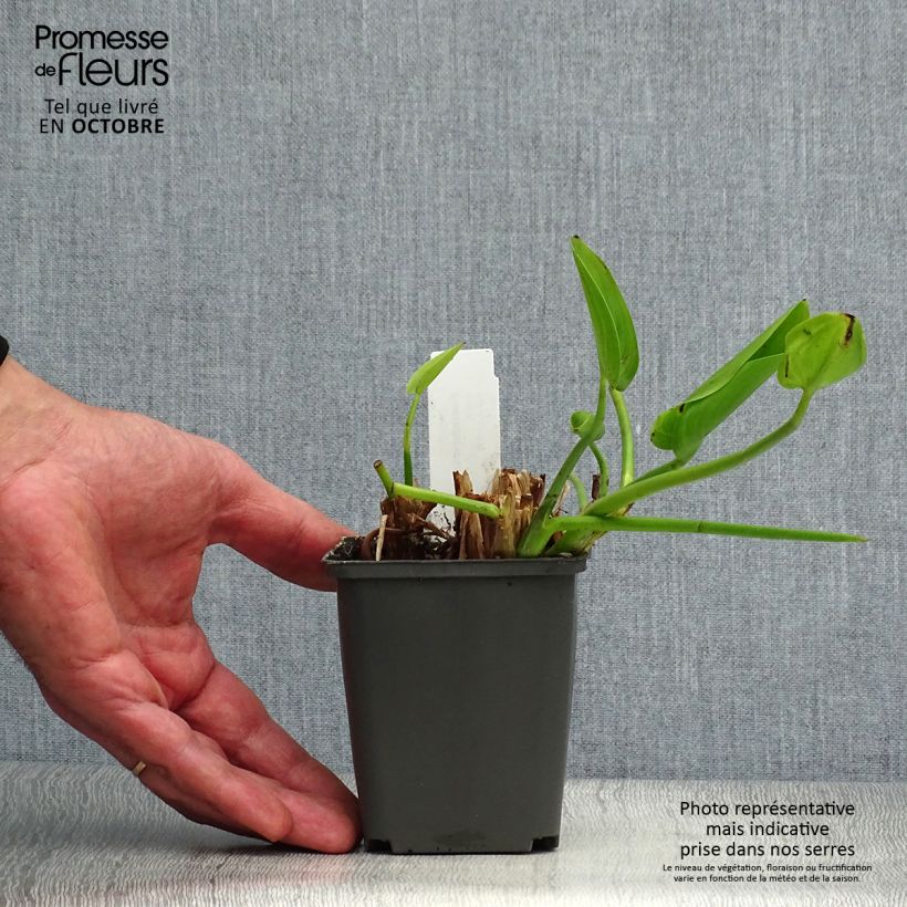 Spécimen de Pontederia cordata  White Pike - Pontédérie à feuilles en coeur Godet de 8/9 cm tel que livré en automne