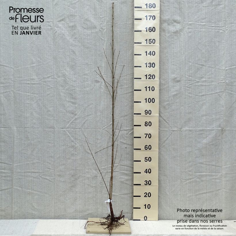 Spécimen de Populus nigra - Peuplier noir Racines nues tel que livré en hiver