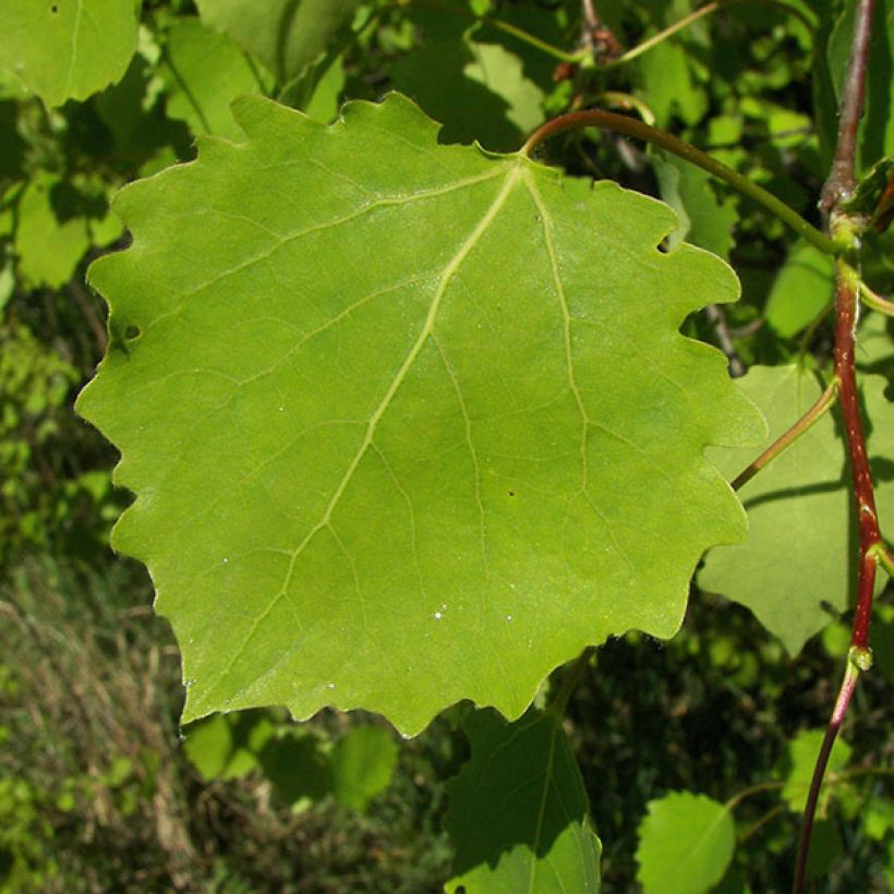 Peuplier Tremble - Populus tremula (Foliage)