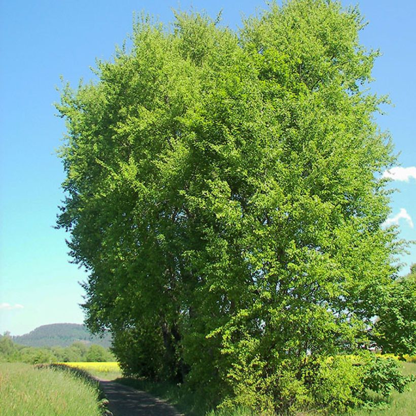 Peuplier Tremble - Populus tremula (Plant habit)