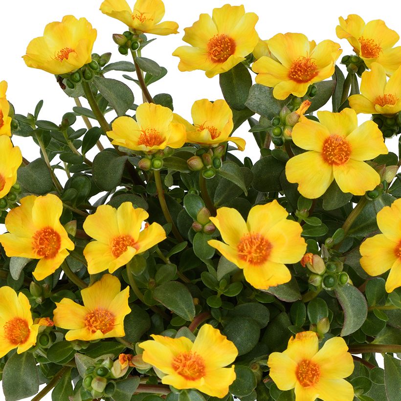 Portulaca Pazzaz Nano Yellow Twist (Flowering)