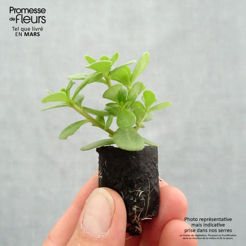 Spécimen de Portulaca Pazzaz Nano Orange - Pourpier annuel Mini-motte Ø 3/4 cm tel que livré au printemps