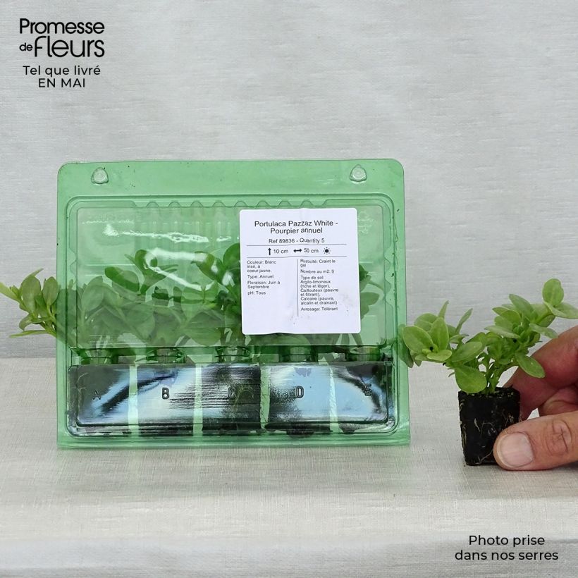 Example of Portulaca Pazzaz White - Pourpier annuel Mini-motte Ø 3/4 cm as you get in printemps