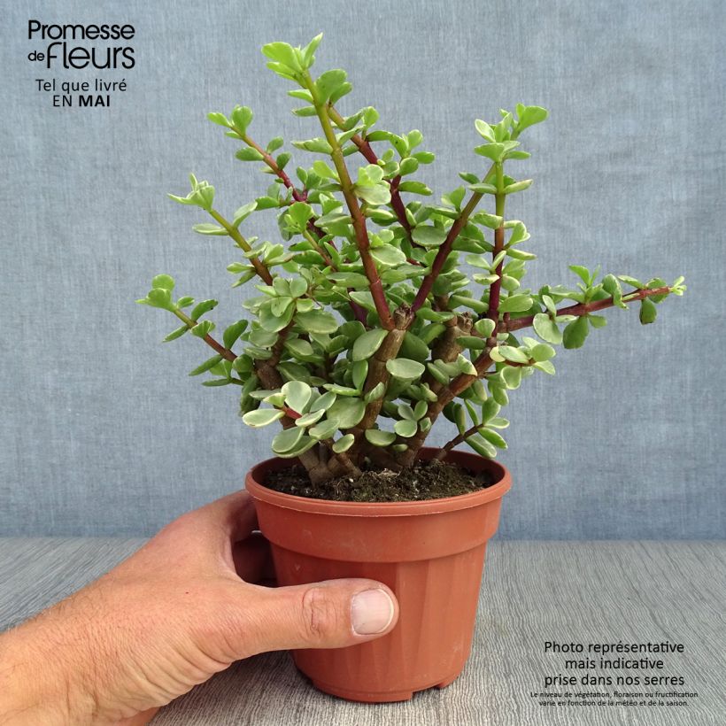 Example of Portulacaria afra Variegata Pot de 12 cm / 13 cm as you get in printemps