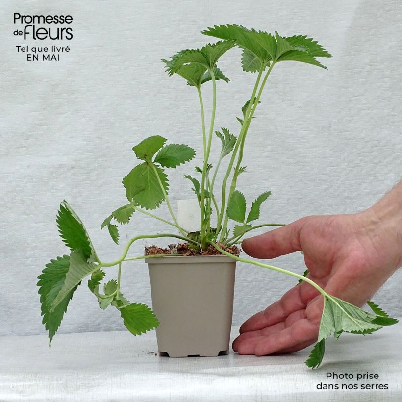 Example of Potentilla Arc en Ciel - Potentille vivace Godet de 8/9 cm as you get in printemps