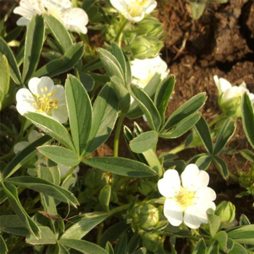 Potentilla alba - Potentille blanche (Flowering)