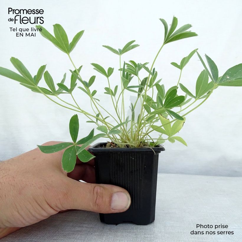 Example of Potentilla alba - Potentille blanche Godet de 8/9 cm as you get in printemps