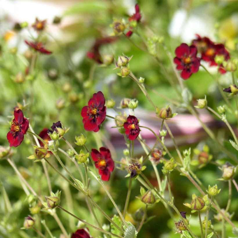 Potentille sanguine - Potentilla atrosanguinea (Flowering)