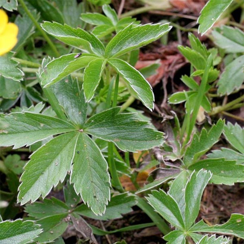 Potentilla aurea - Potentille dorée (Foliage)