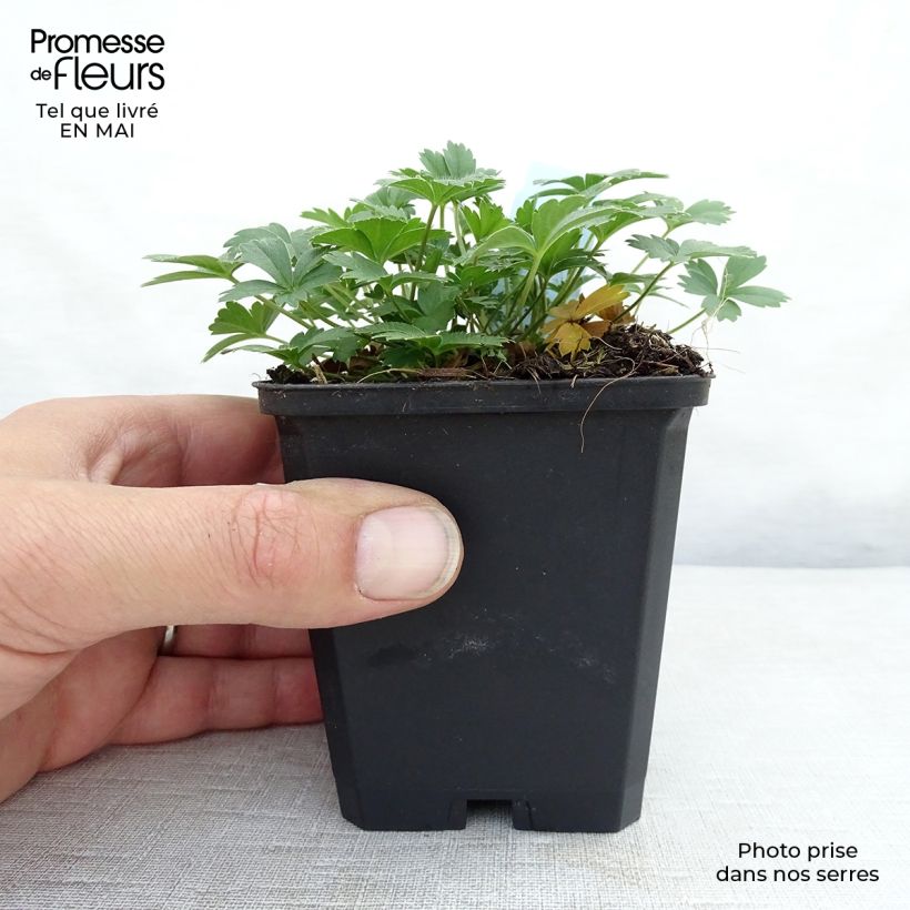 Example of Potentilla aurea - Potentille dorée Godet de 8/9 cm as you get in printemps