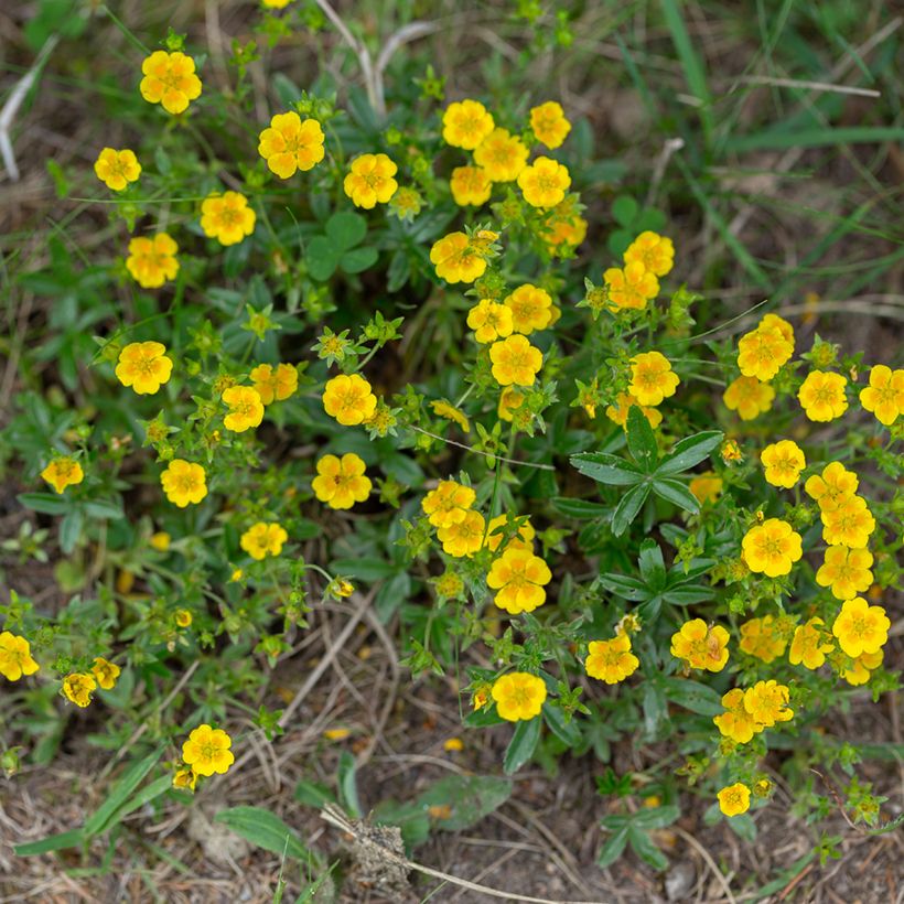Potentilla aurea - Potentille dorée (Plant habit)