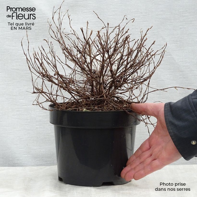 Example of Potentilla fructicosa Glamour Girl - Potentille arbustive Pot de 2L/3L as you get in printemps