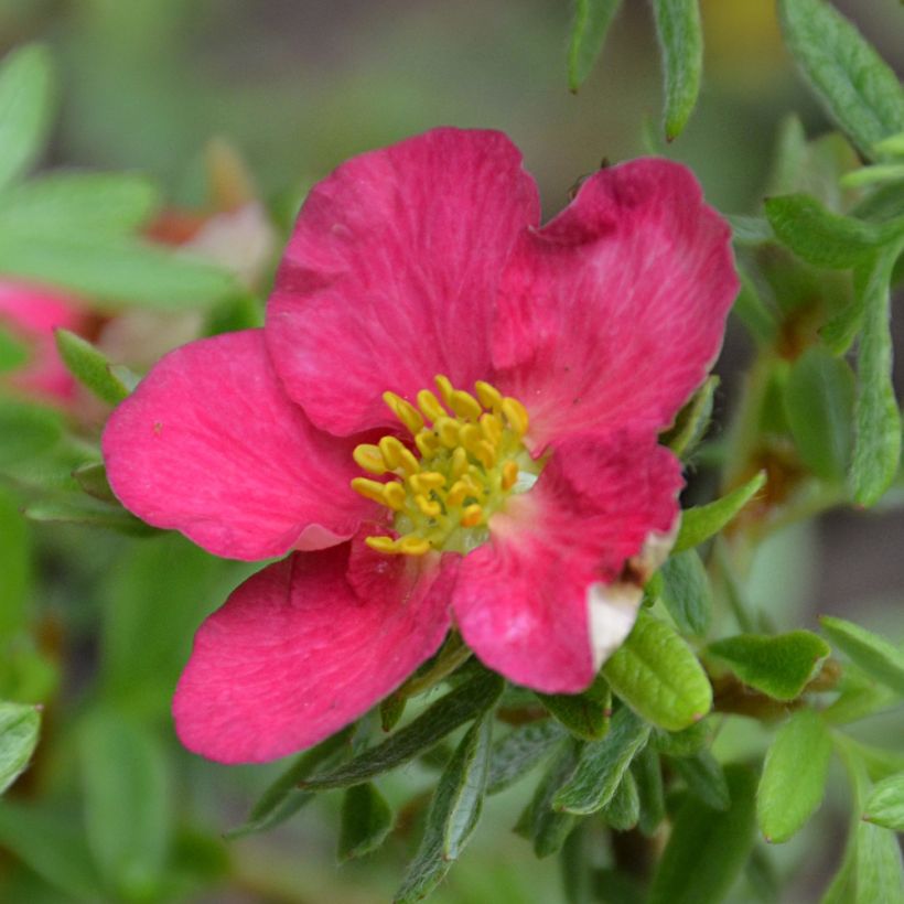 Potentilla fruticosa Bellissima - Potentille arbustive (Flowering)