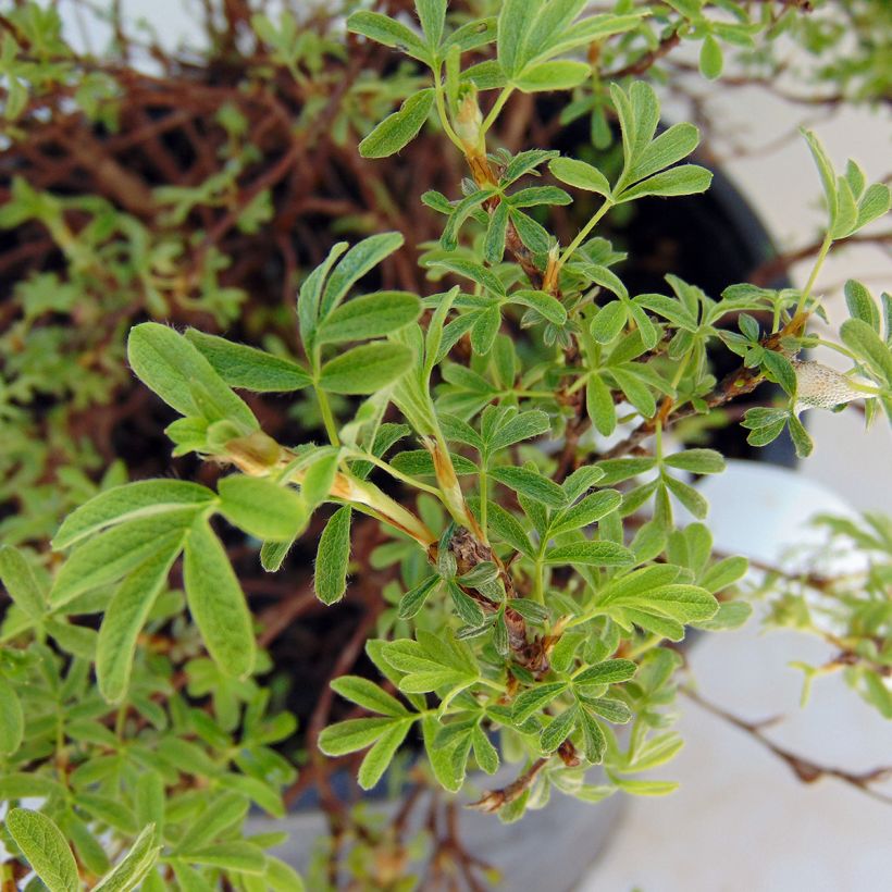 Potentilla fruticosa Bellissima - Potentille arbustive (Foliage)